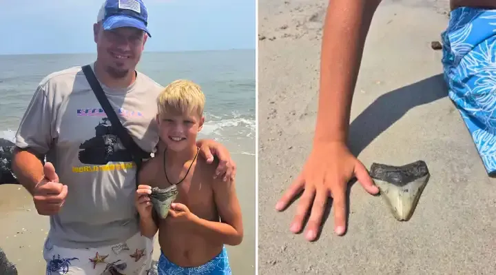 Aile, New Jersey Plajı'nda Kaya İçinde Nadir Megalodon Dişi Buldu