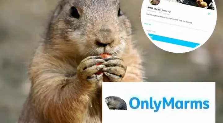 Marmotlar Araştırmalarını Kurtarmak İçin OnlyFans'a Yöneliyor